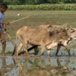 Farmer Assam