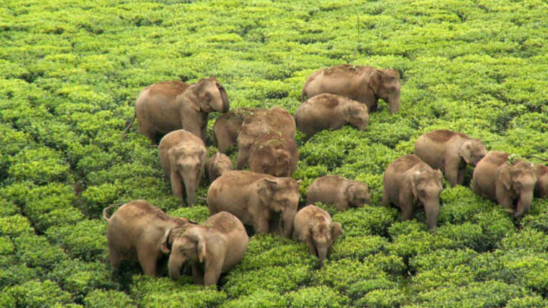 केरल: हाथी ने आदिवासी औरत को कुचला, लकड़ी लेने गई थी जंगल