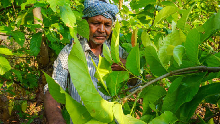 तमिलनाडु: काणी आदिवासियों को कृषि उपज के लिए मिला ऑर्गैनिक सर्टिफ़िकेशन