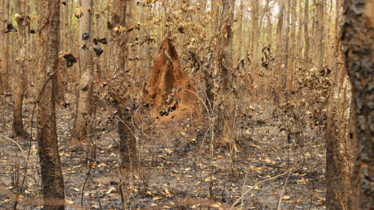 बाघ के हमले में आदिवासी की मौत, इलाक़े में भय का माहौल