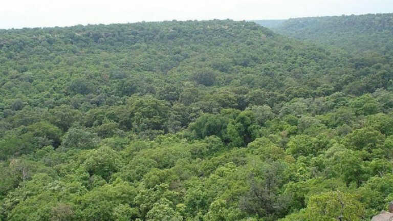 #SaveBuxwahaForest: एनजीटी ने हीरों के खनन के लिए पेड़ों की कटाई पर लगाई रोक