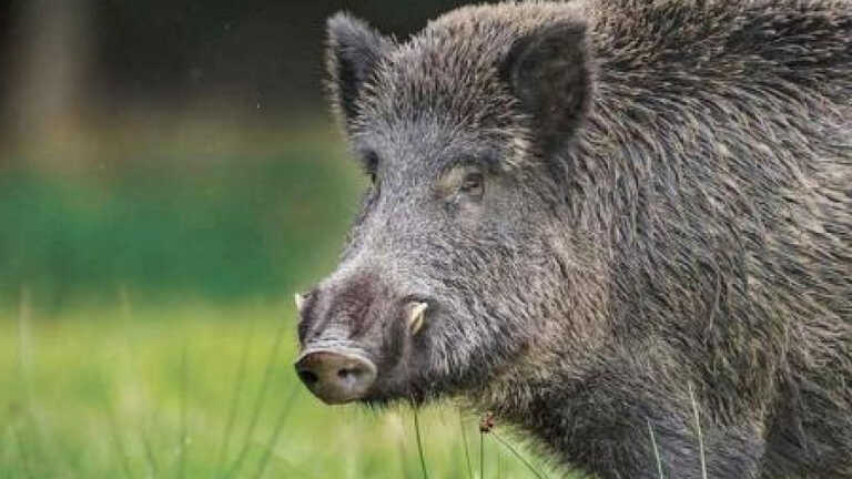 आदिवासियों को भोजन के लिए जंगली सूअर का शिकार करने की हो अनुमति: पॉलिसी डॉक्यूमेंट