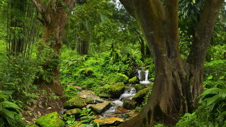 विरोध और चिंताओं को नजरअंदाज कर वन संरक्षण (संशोधन) विधेयक 2023 राज्यसभा से भी पास हुआ