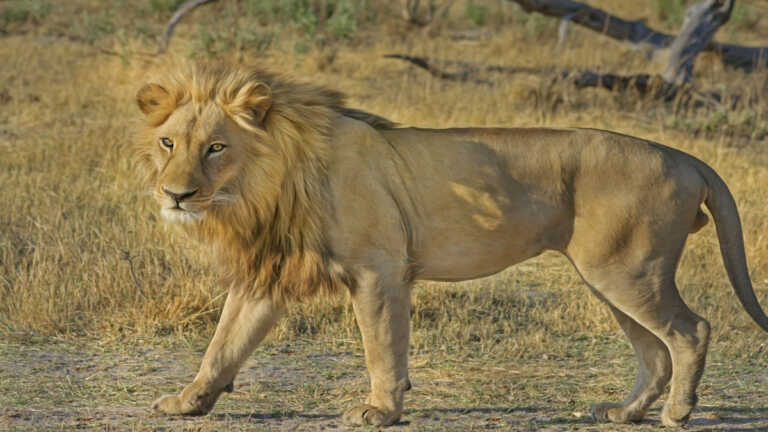 अमरेली में आठ साल की आदिवासी बच्ची को शेर ने मार डाला