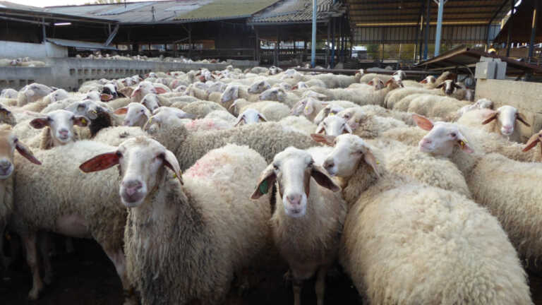 जम्मू-कश्मीर के आदिवासी इलाकों में डेयरी, भेड़ फार्म के लिए 40 करोड़ रुपए का परिव्यय निर्धारित