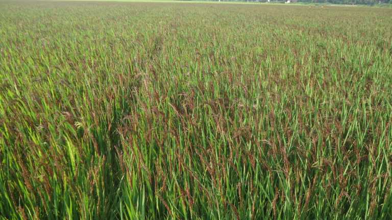 काले चावल की खेती असम के आदिवासी किसानों के लिए लेकर आई है एक नई उम्मीद