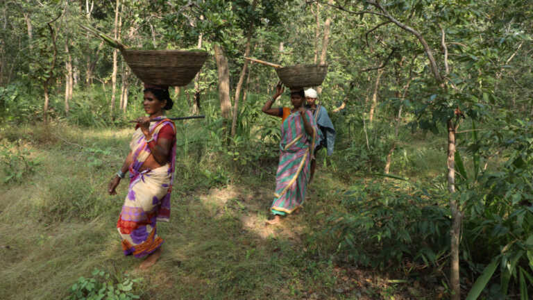वन के व्यापार में बेदखल होते आदिवासी