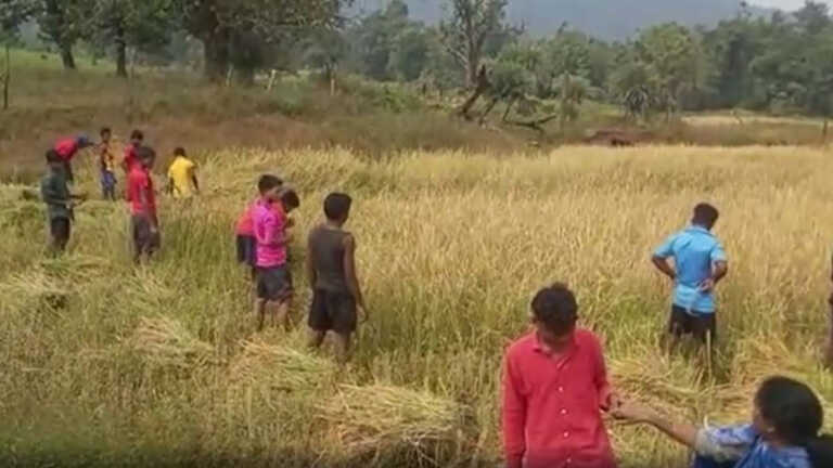 छत्तीसगढ़: आदिवासी छात्रों से अपने खेतों में मजदूरी करवा रहे हॉस्टल अधीक्षक