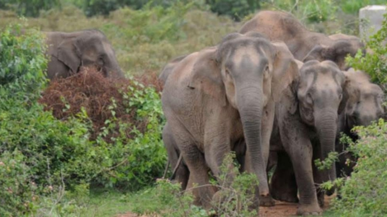 छत्तीसगढ़: हाथियों के झुंड ने आदिवासी औरत को कुचला, लाश तीन टुकड़ों में मिली