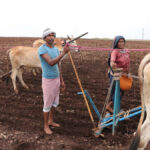 Bhil-Tribe-Agriculture-