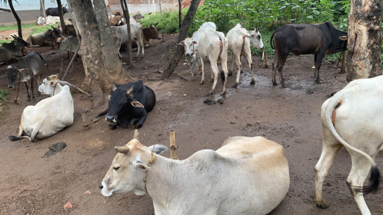 जम्मू-कश्मीर: राजौरी में प्रवासी जनजातीय लोगों के लिए 20 से अधिक पशु चिकित्सा फर्स्ट एड कैंप बनाए गए