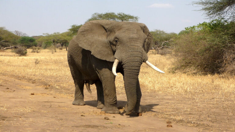 केरल में जंगली हाथियों के हमले में दो महीने के भीतर चौथी मौत