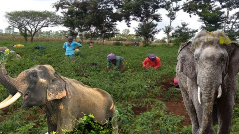 तमिलनाडु में आदिवासी किसान हाथियों से अपने खेतों को बचाने की कर रहे मांग