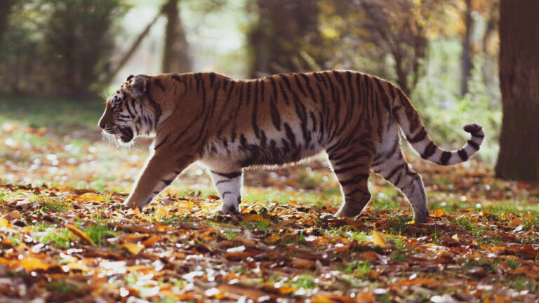 बाघ संरक्षण और आदिवासी अधिकारों पर प्रहार
