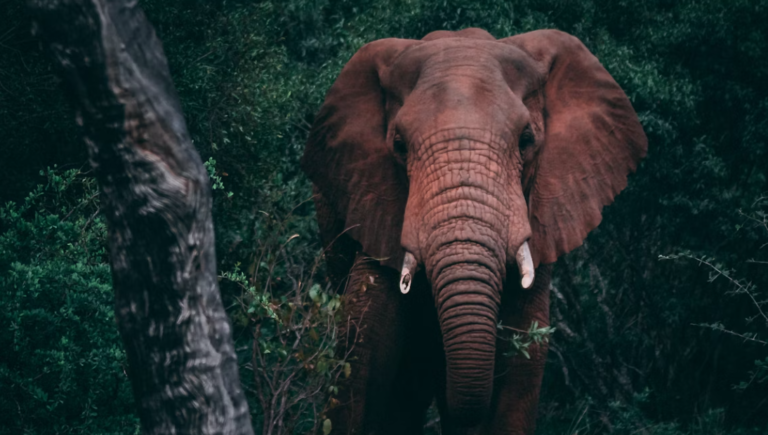 केरल: हाथी हमले में हुई मौत के बाद NH 766 पर वायनाड़ के आदिवासियों का प्रदर्शन